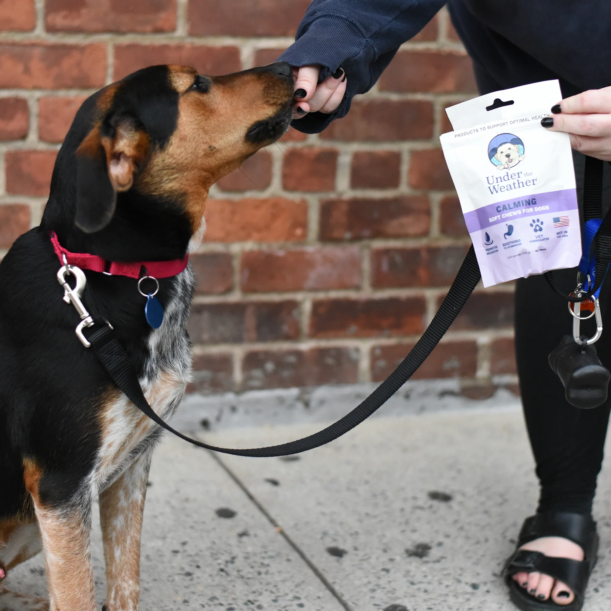 Calming Soft Chews For Dogs - Image 6