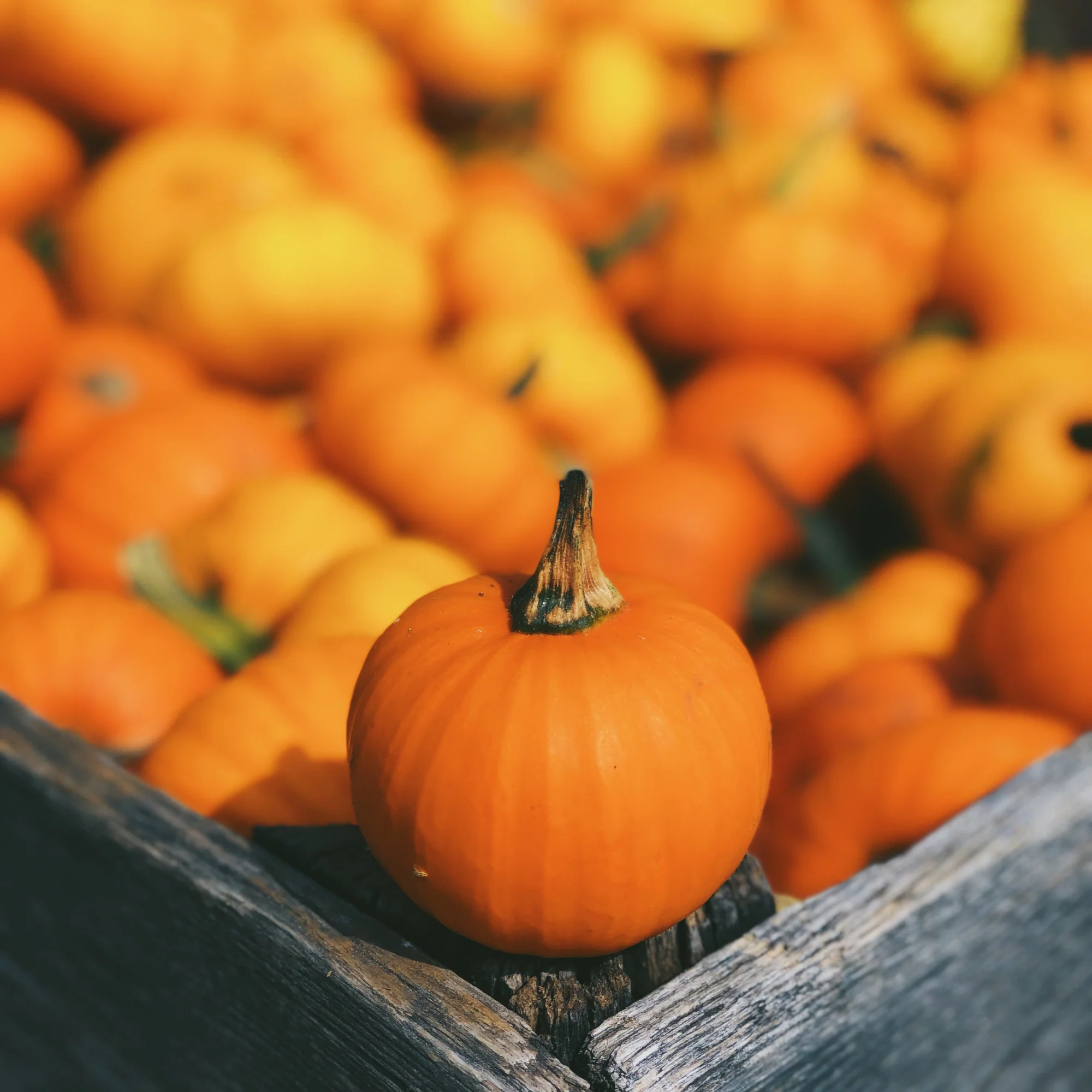 Pumpkin Patch Pack - Bland Diet For Dogs - Image 7