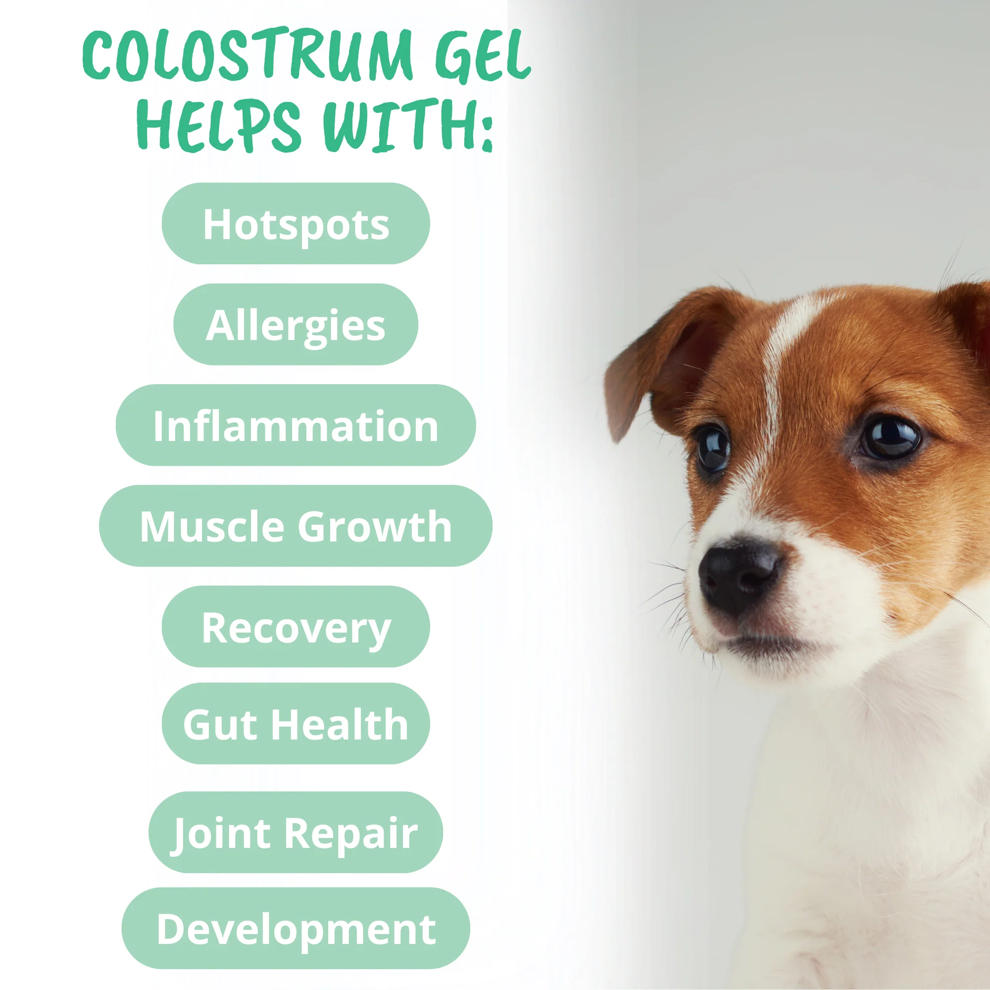 3-in-1 Vital Colostrum Gel for Dogs - Image 4