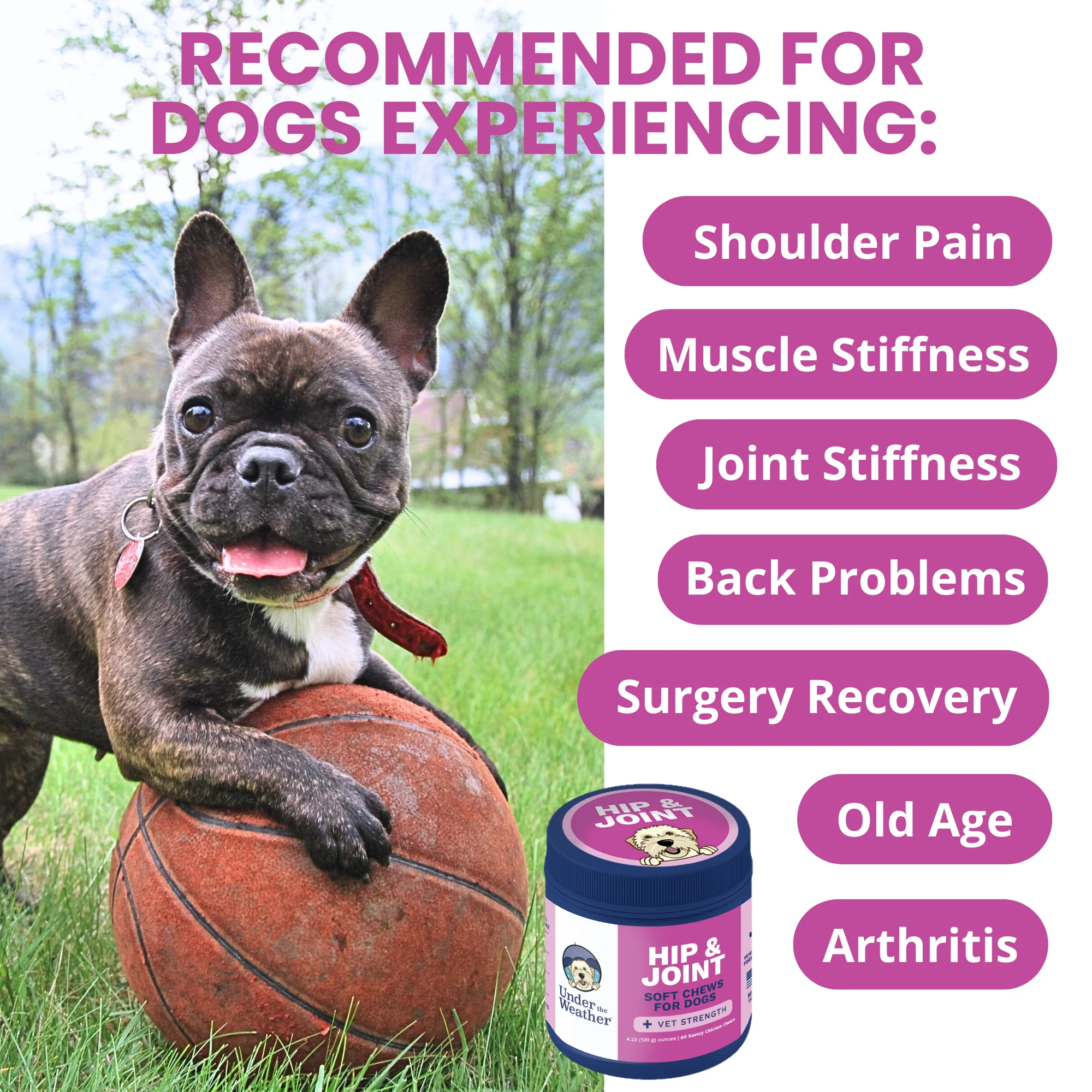 Hip and Joint Mobility Support Chews for Dogs - Image 3