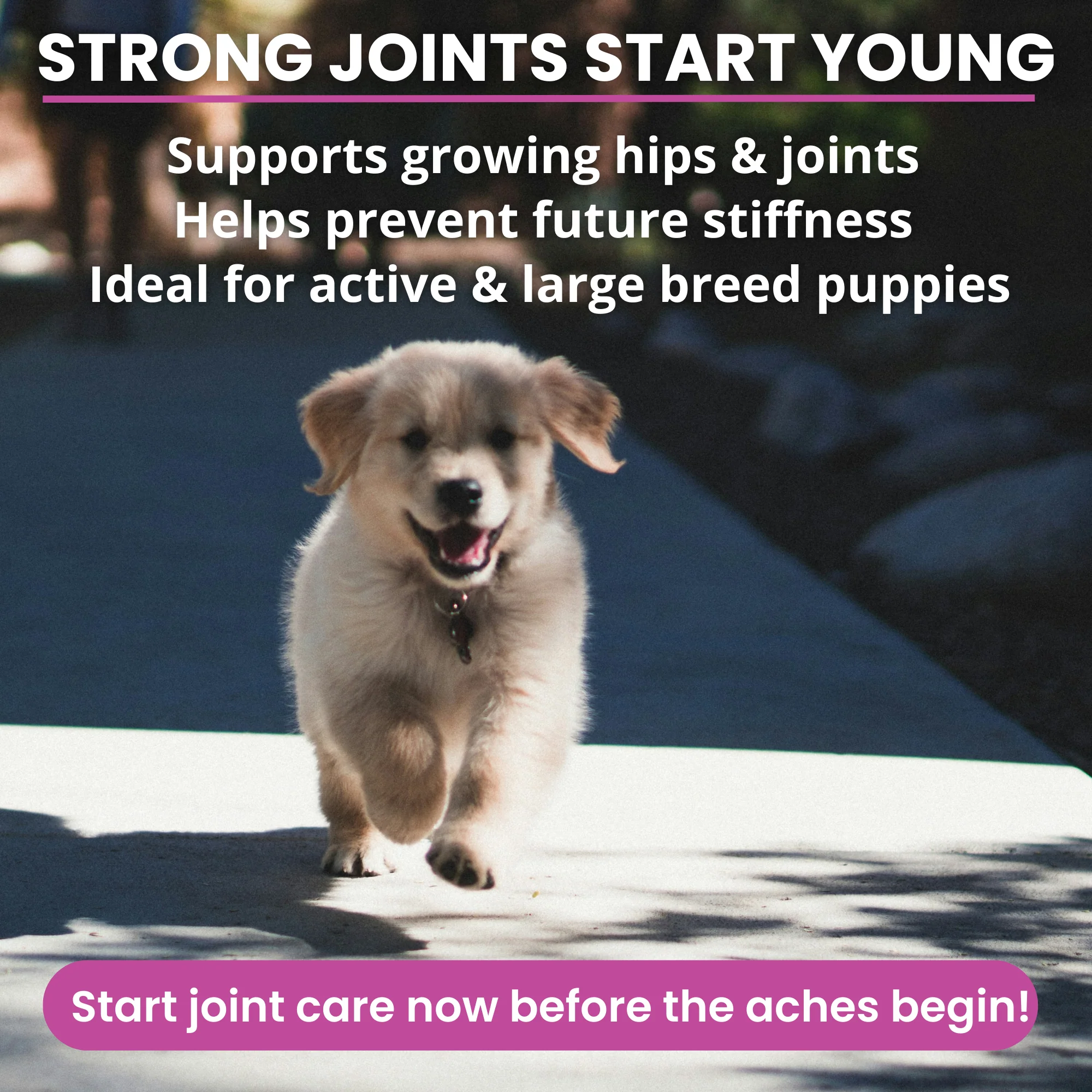 Hip and Joint Mobility Support Chews for Dogs - Image 4