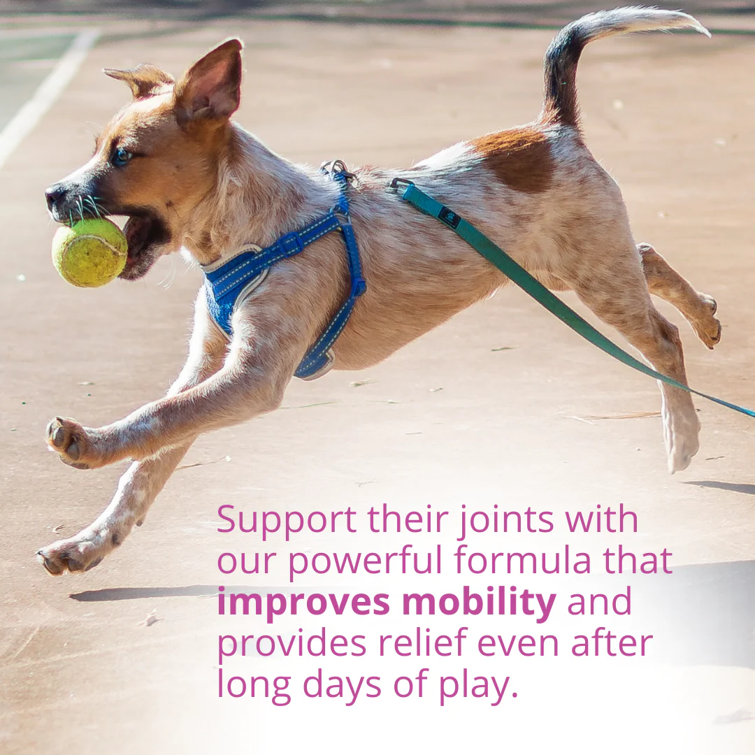 Hip & Joint Chews for Dogs - Image 4