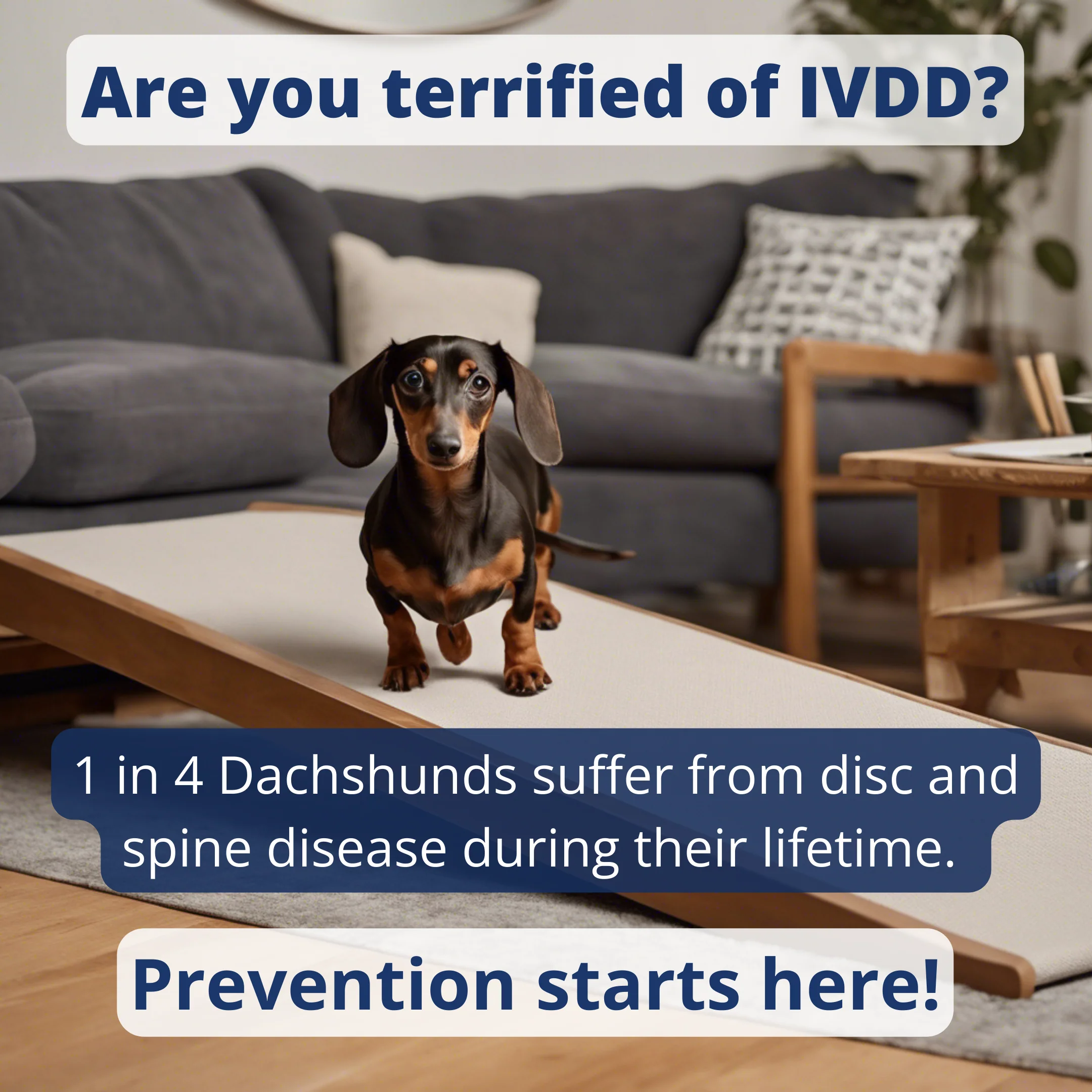 Dachshund IVDD Bundle - Image 3