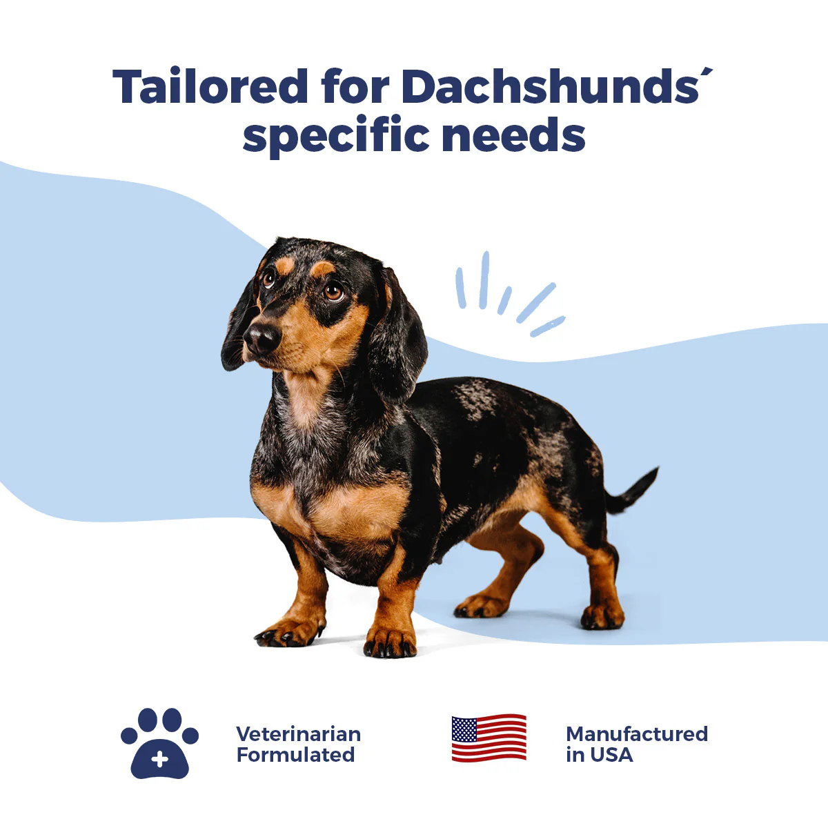 Dachshund IVDD Bundle - Image 4