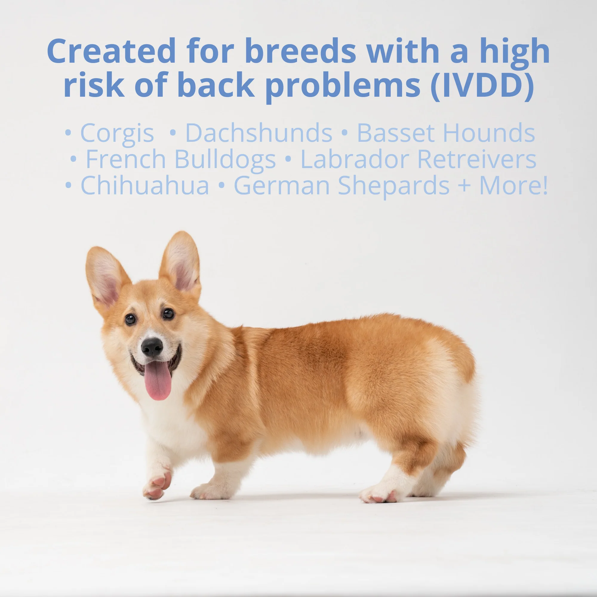 Disc and Spine Chews For Dogs - Image 4
