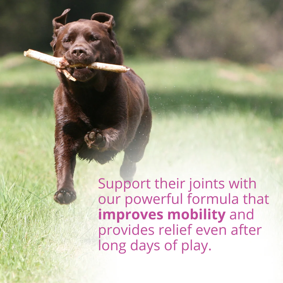 Joint Support Chewable Tablets For Dogs - Image 5