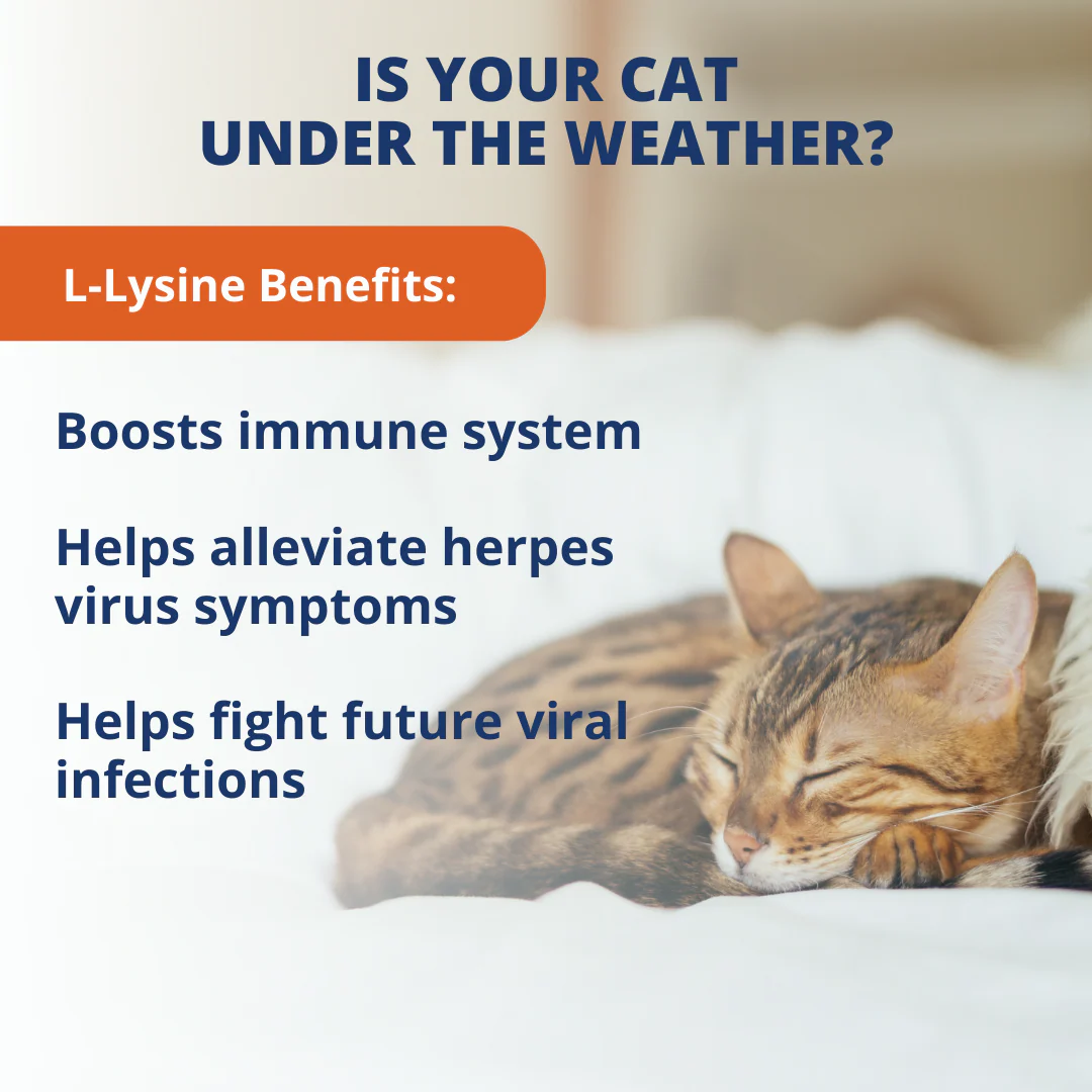 L-Lysine Soft Chews For Cats - 6 Pack - Image 5