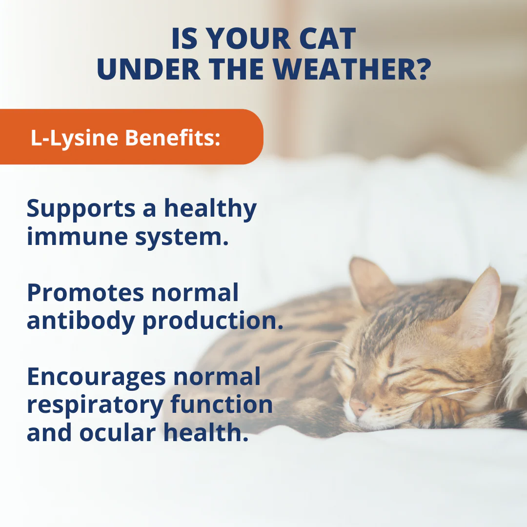 L-Lysine Soft Chews For Cats - Image 7