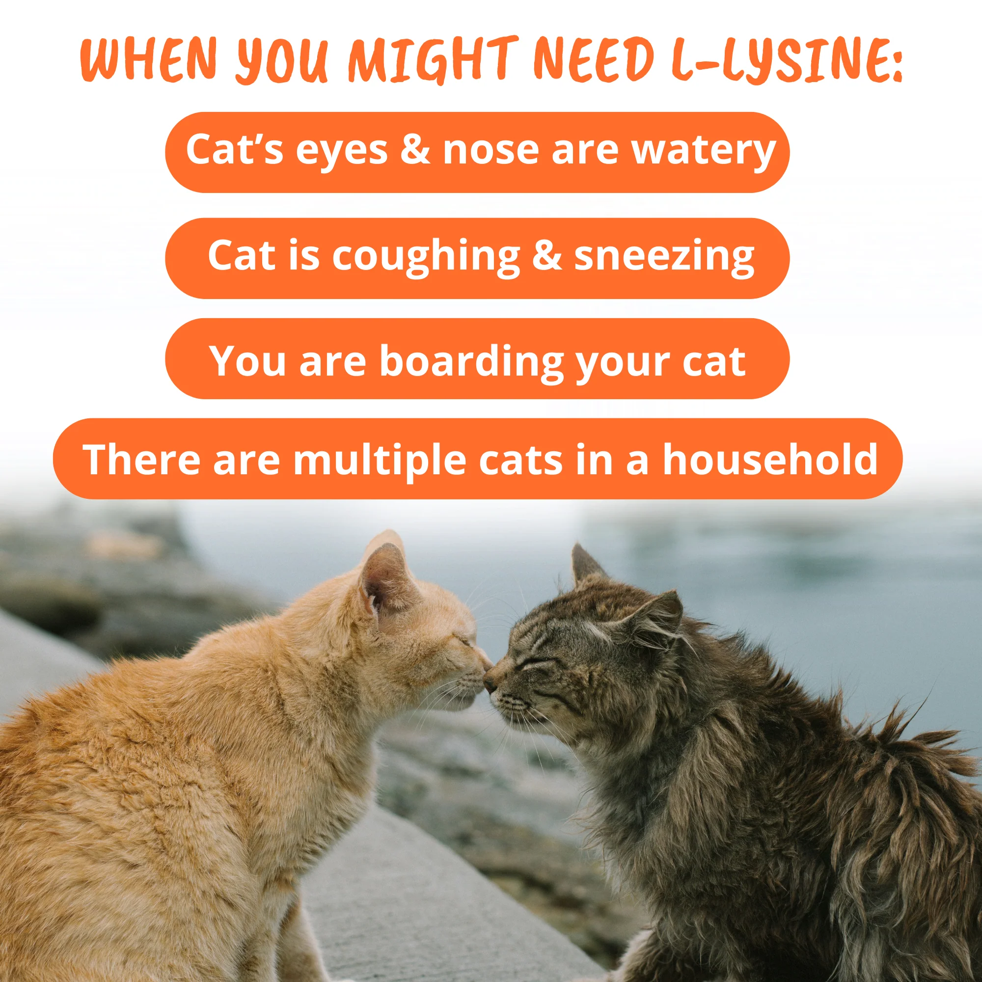 L-lysine Immune Support Chews for Cats - Image 4