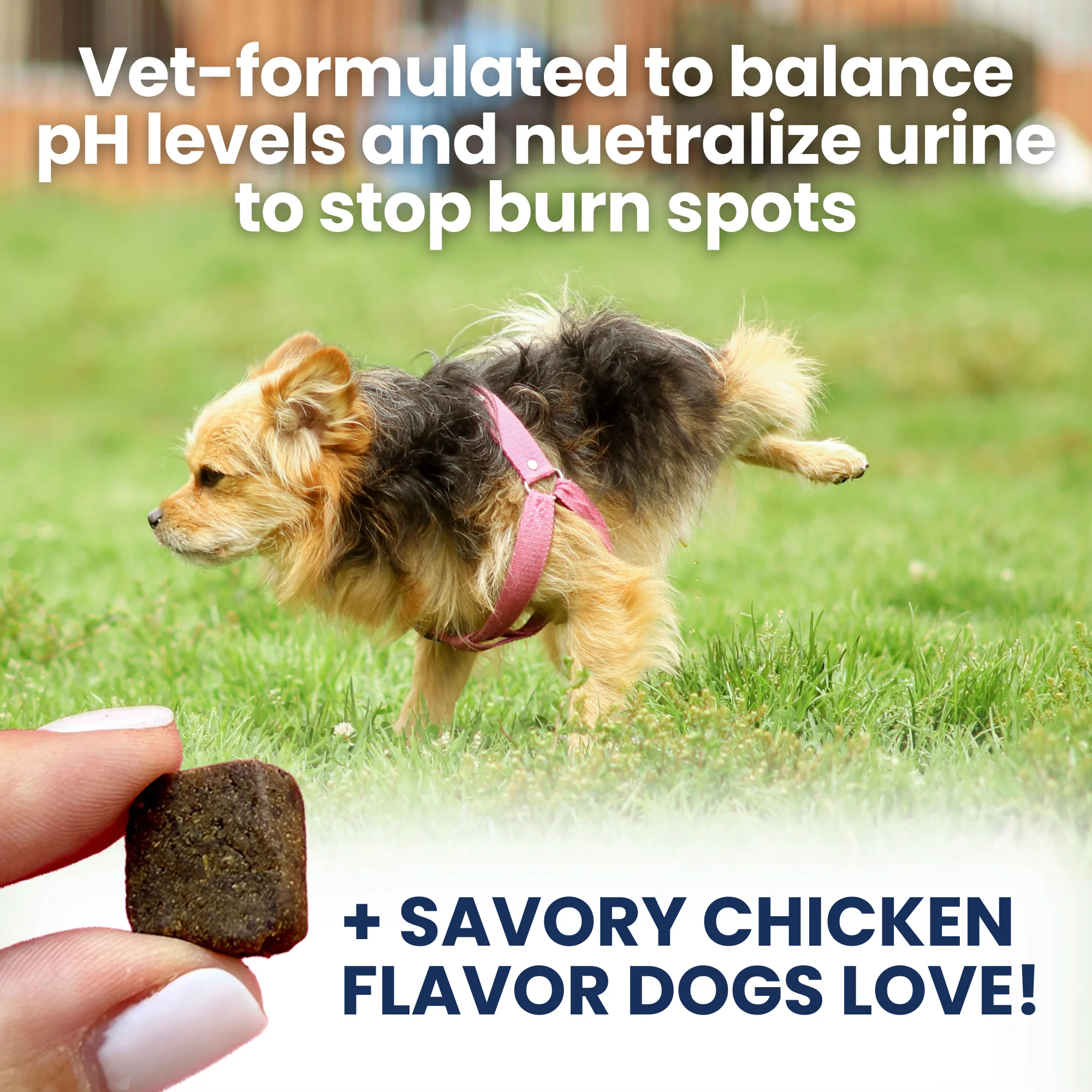 Nice Grass - Urine Neutralizer Chews For Dogs - Image 3