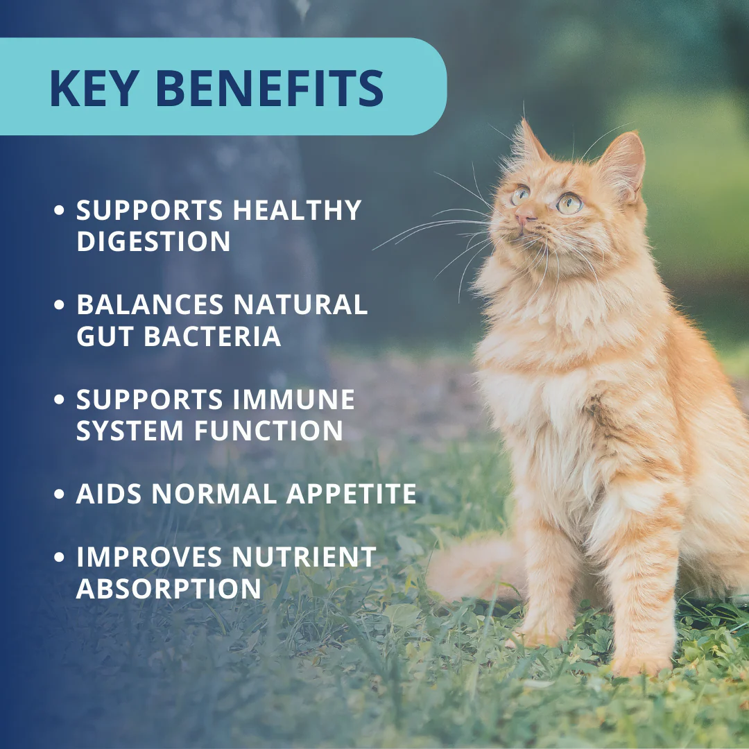 Probiotic Soft Chews For Cats - 6 Pack - Image 5