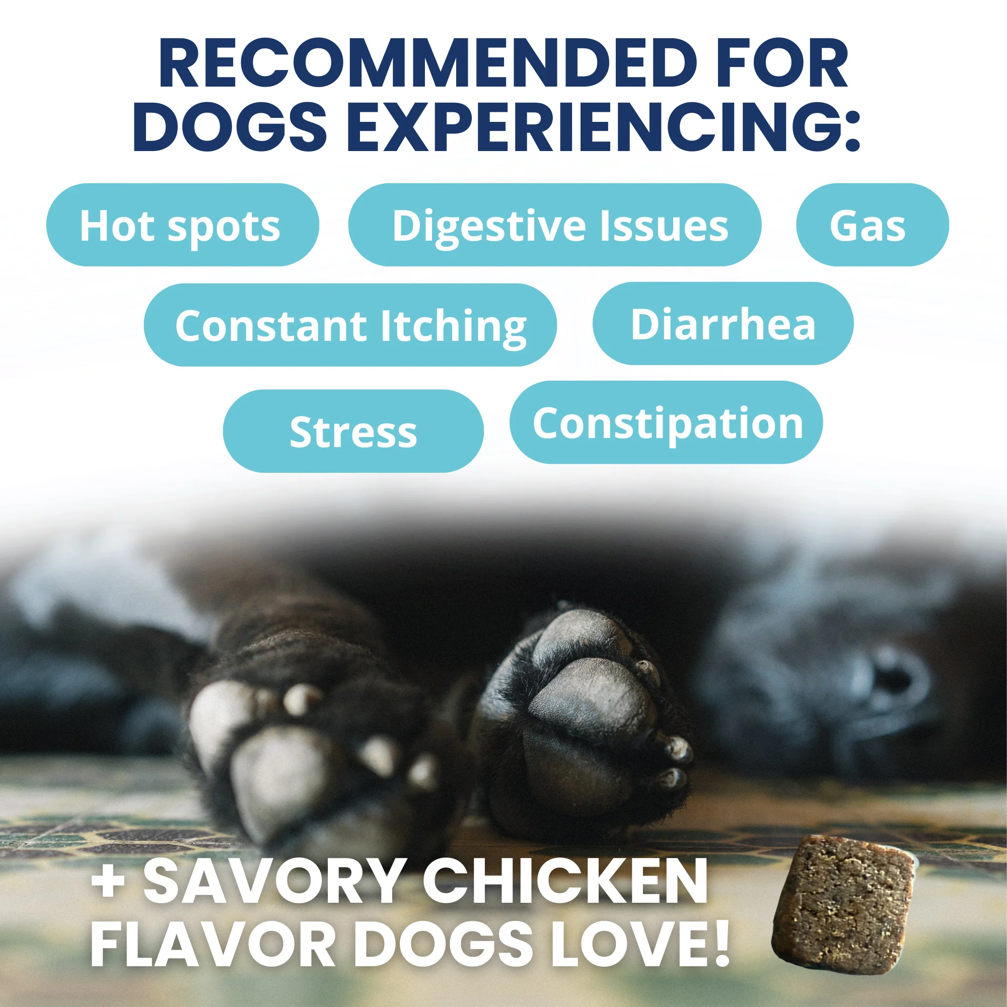 Probiotic Chews for Dogs - Image 5