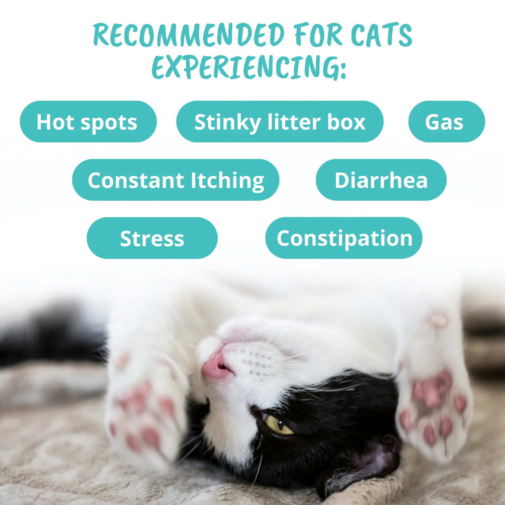 Probiotic Soft Chews for Cats - Image 4