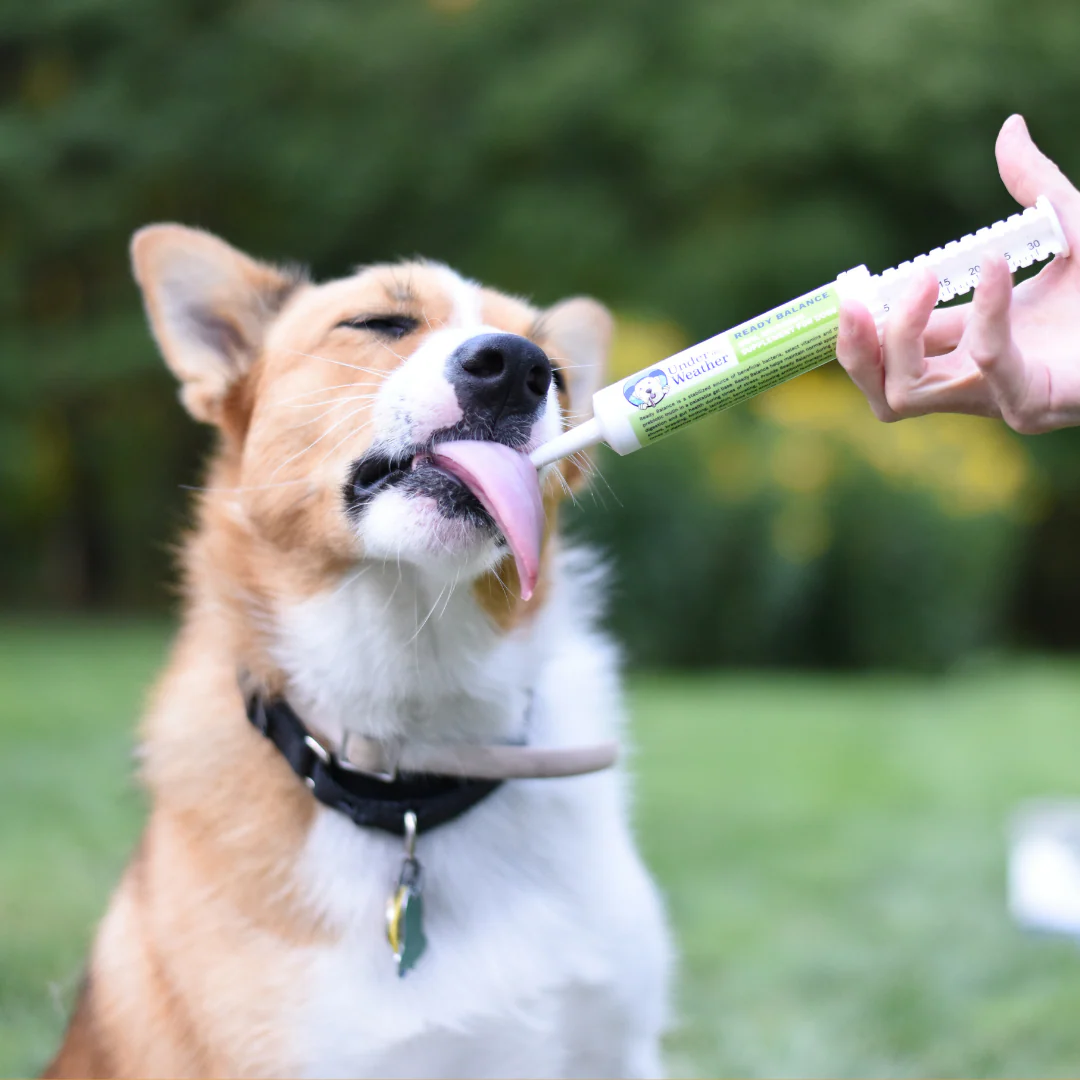 Ready Balance Probiotic Supplement For Dogs - Image 5