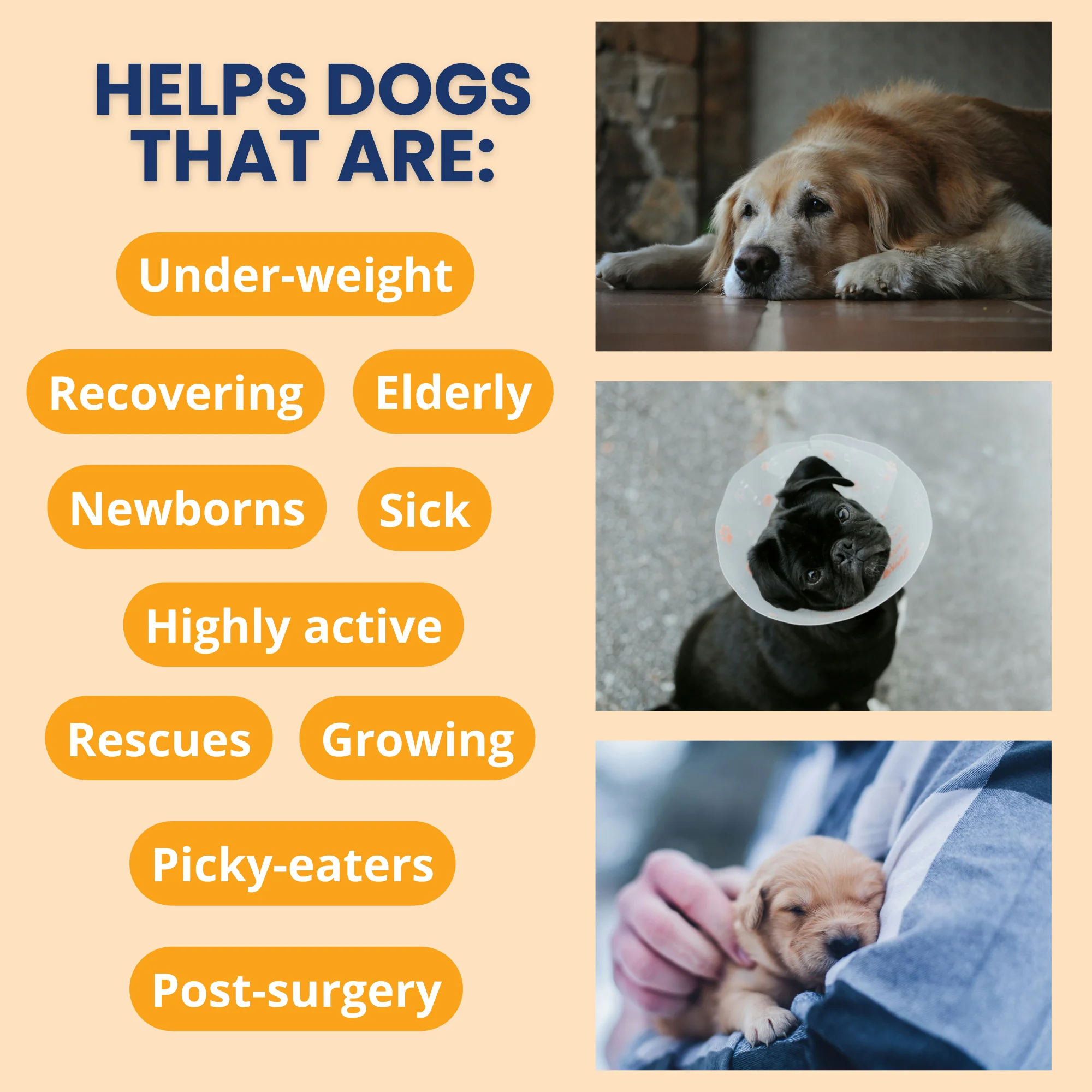 Ready Cal® High Calorie Powder for Dogs - Image 4