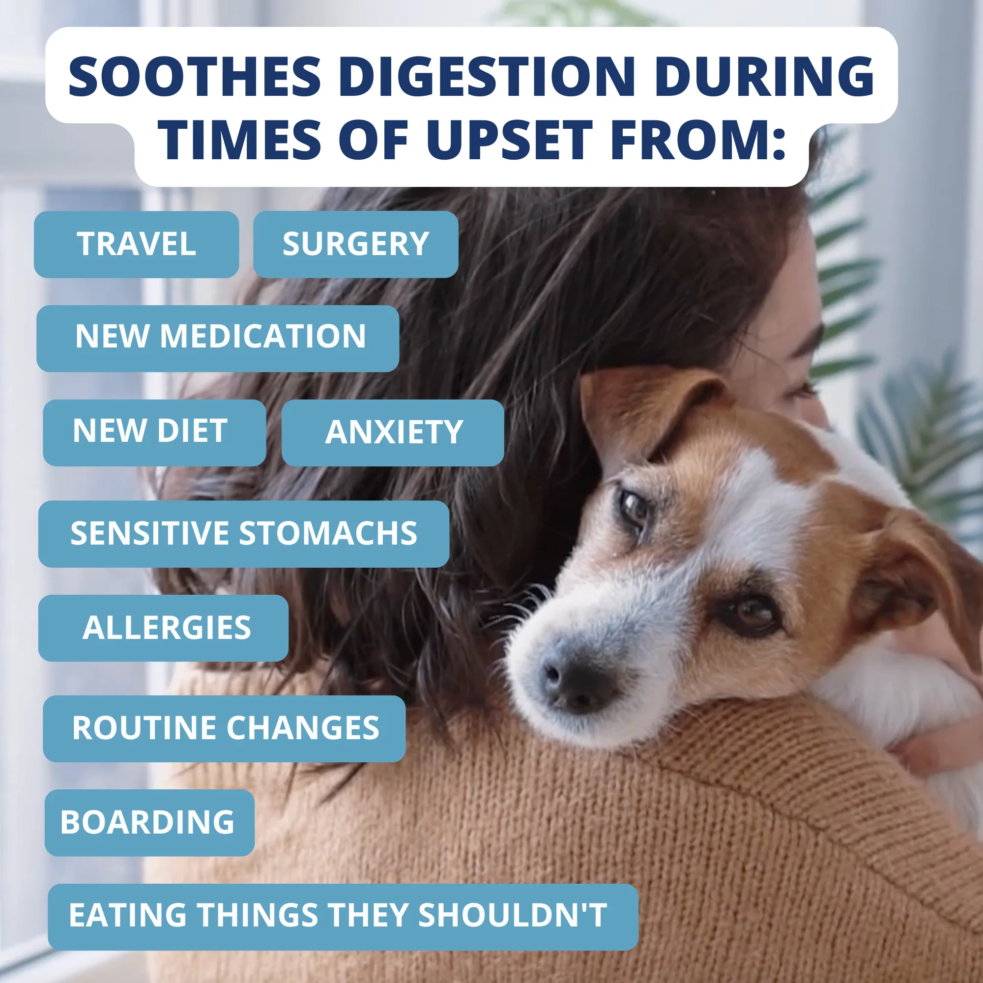 Chicken, Rice, & Bone Broth Bland Diet For Dogs - Image 6