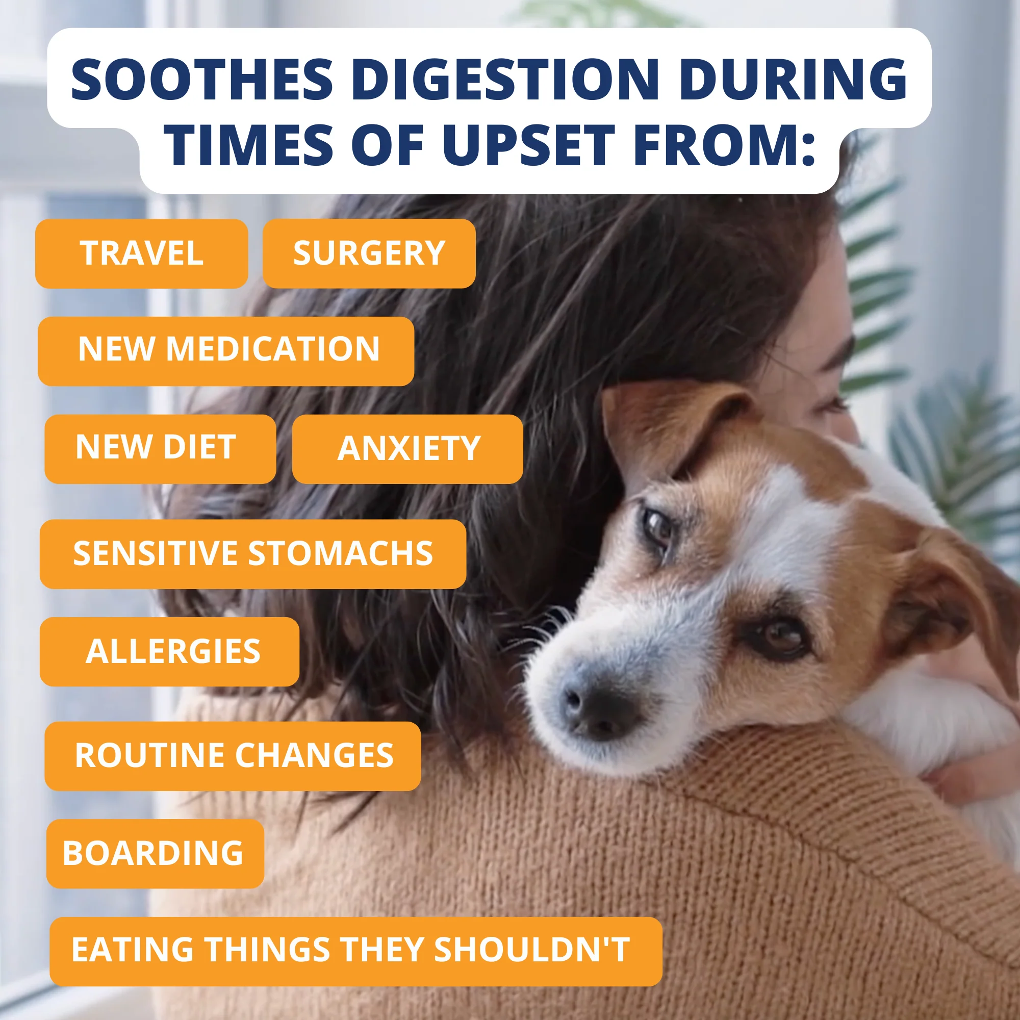 Chicken, Rice, & Pumpkin Bland Diet For Dogs - 6 Pack - Image 5