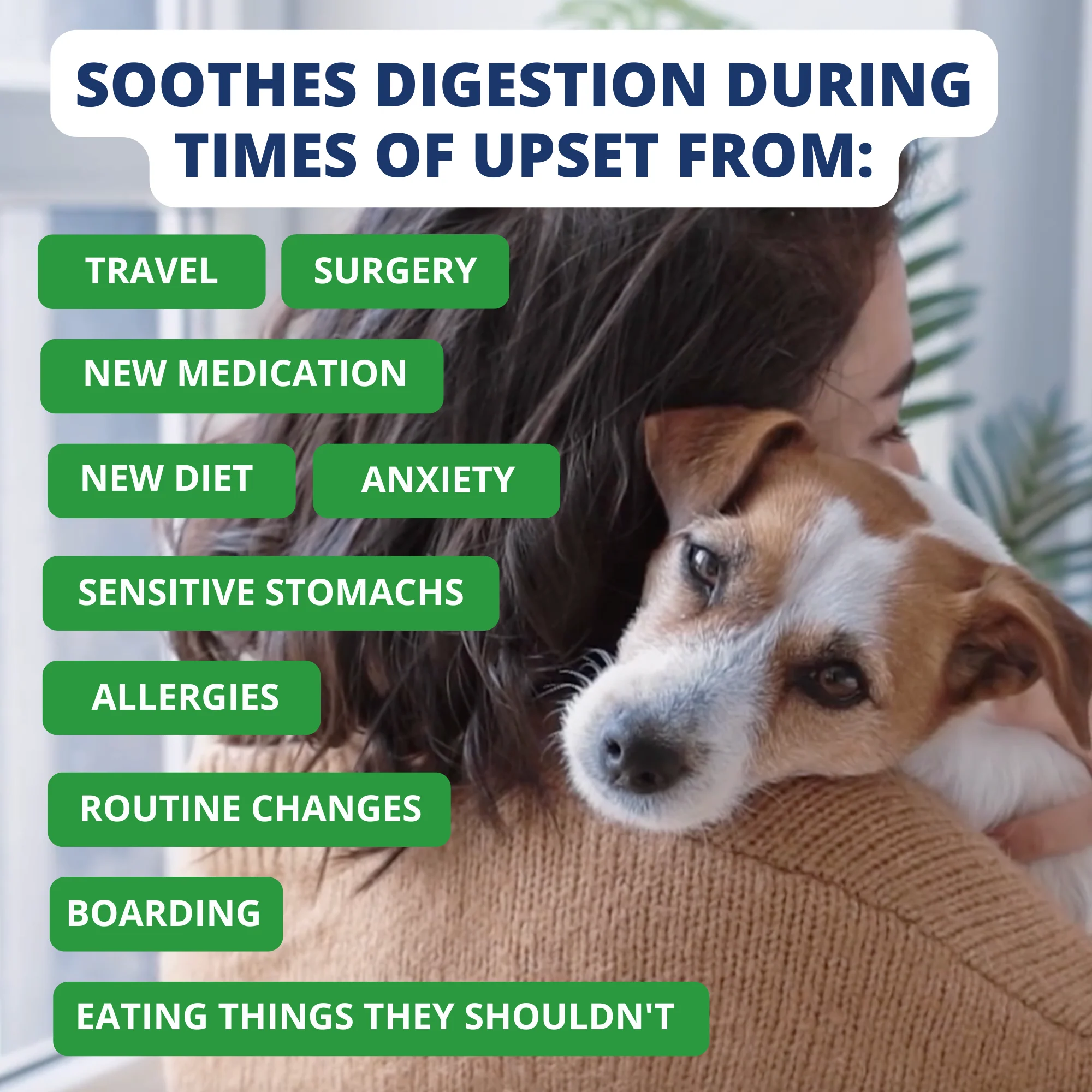 Hamburger, Rice, & Bone Broth Bland Diet For Dogs - Image 4