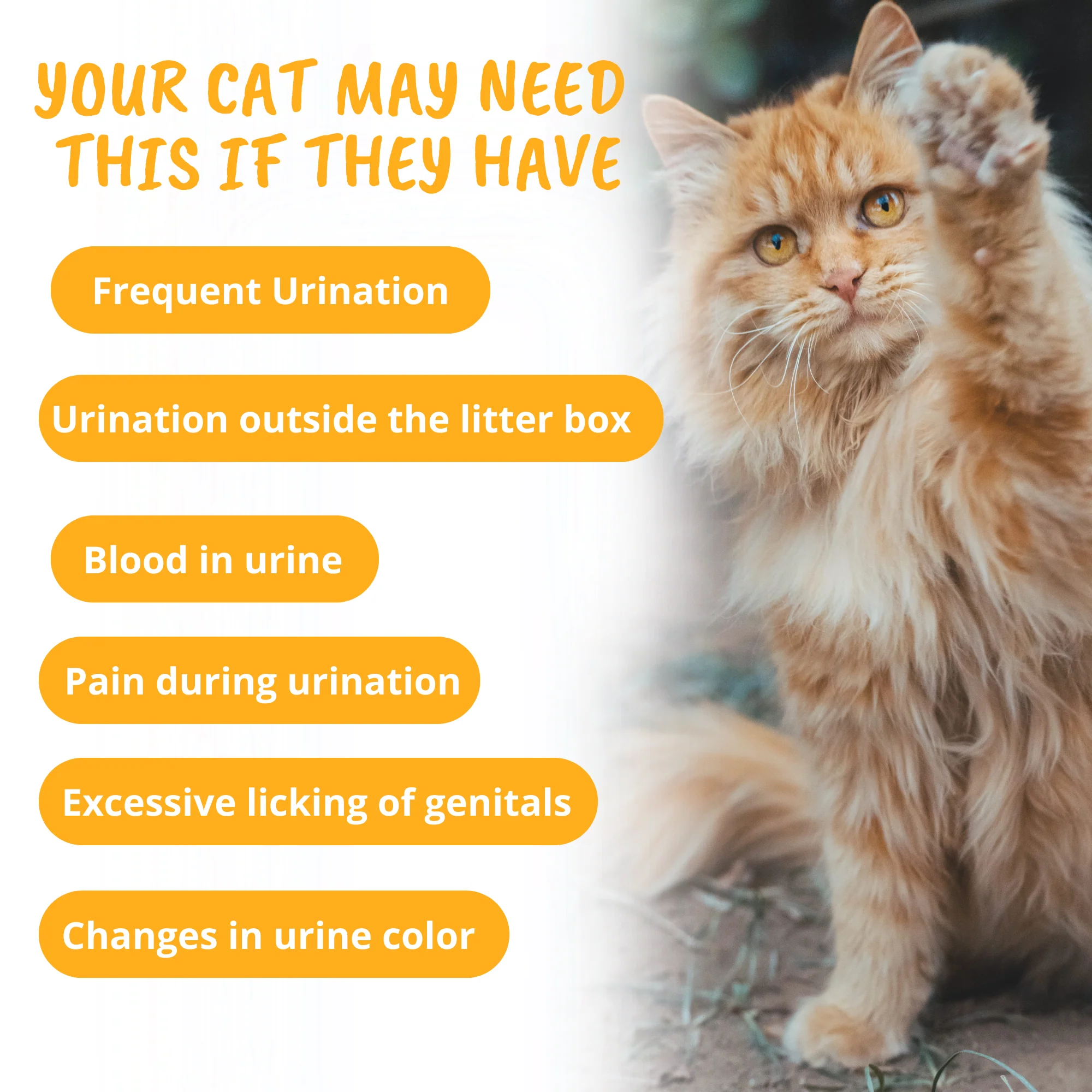 Urinary Support Soft Chews for Cats - Image 4